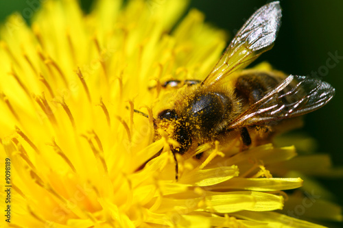 macro bee on yellow dandelion flower