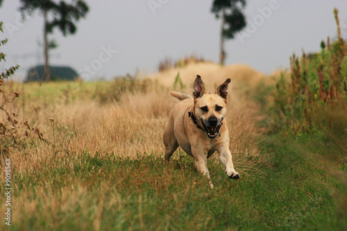 Dog
