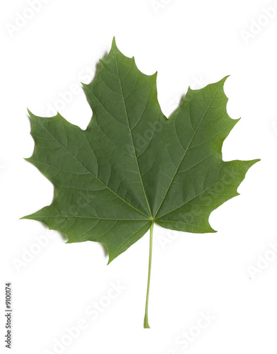 Green maple leaf on white background