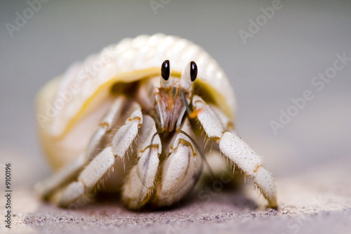 macro shot of white hermit crab peeking out of white shell Fototapet
