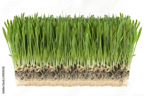 Green grass with the roots attached on a white background.
