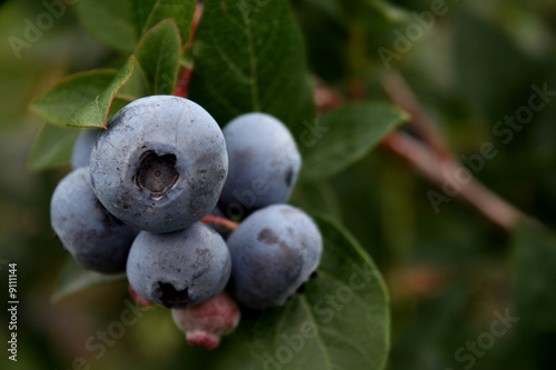 Blueberries