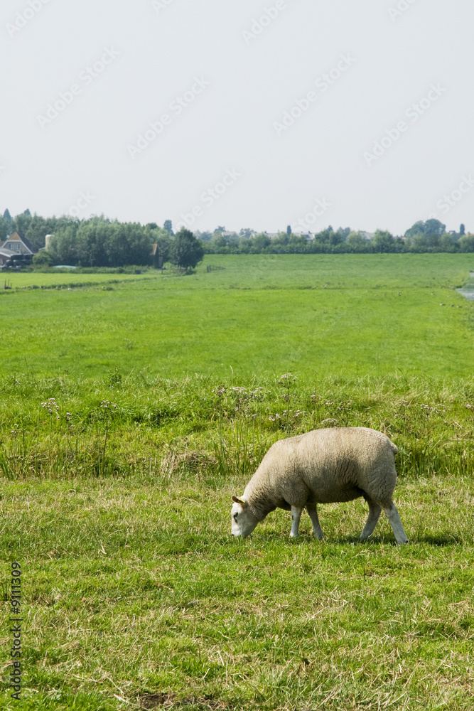 sheep in green farmland in the meadows sheep in green farmland in the meadows