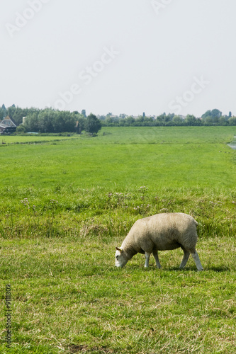 sheep in green farmland in the meadows