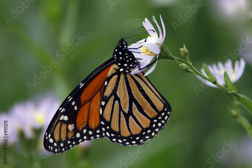 Monarch Butterfly  Danaus Plexippus 