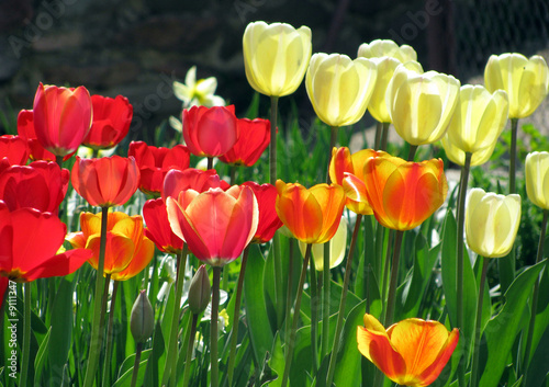 red and yellow tulip
