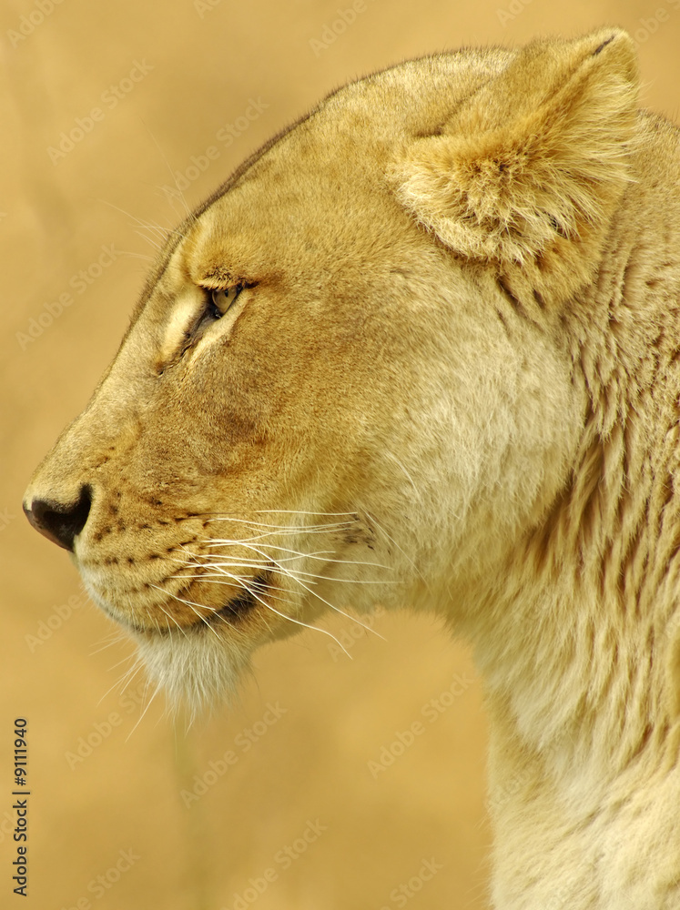 Lioness Lioness