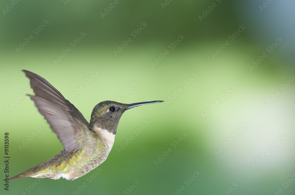 Fototapeta premium Hummingbird in profile 2