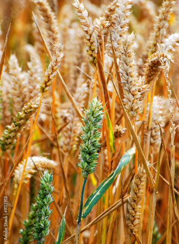 Closeup of wheat crop growing on UK farm