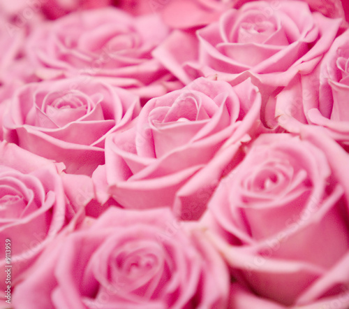 pink roses. Background