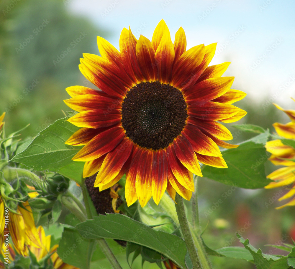 Obraz premium Tournesol