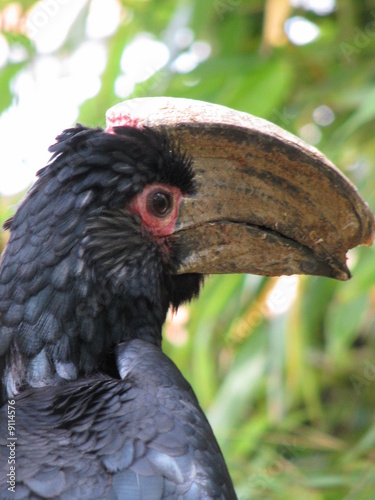 toucan