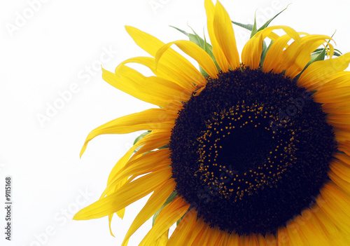 Sunflower / summer