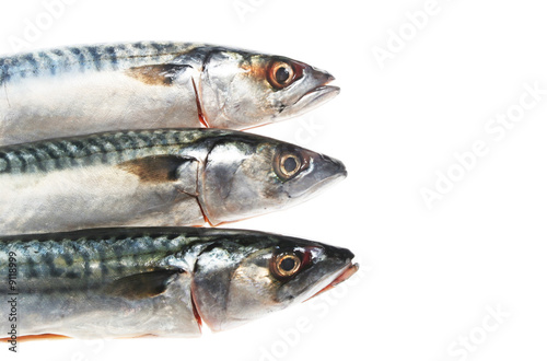 Three mackerel heads isolated on a white background