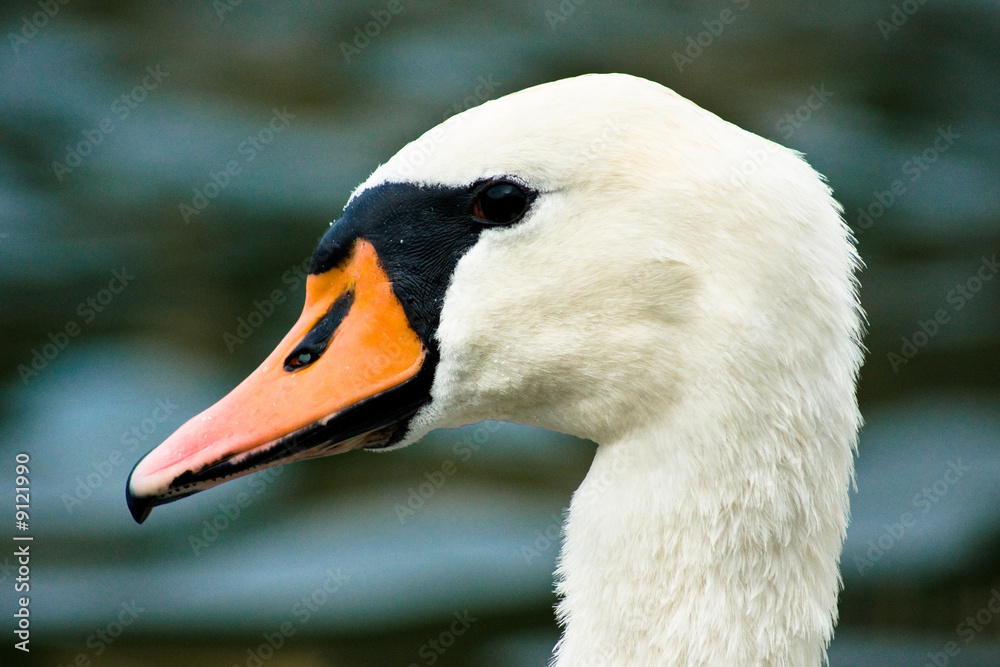 Cygne