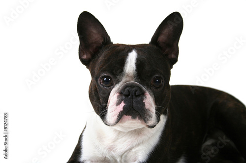 a boston terrier on a white background © annette shaff