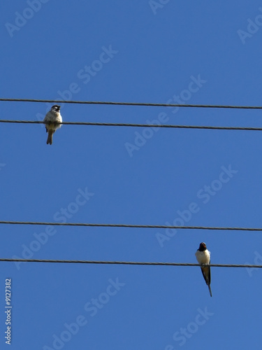 Swallow and sparrow are sitting on a wire