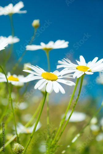 camomile on natural background - shallow dof