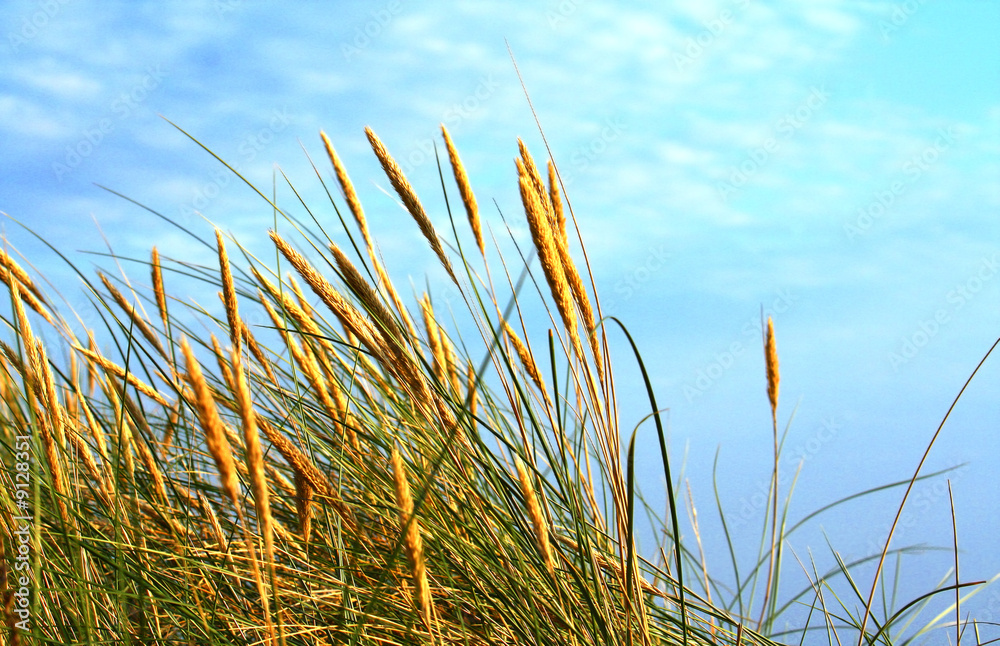 sunlit rushes moved by wind, with blue cloudy sky above sunlit rushes moved by wind, with blue cloudy sky above