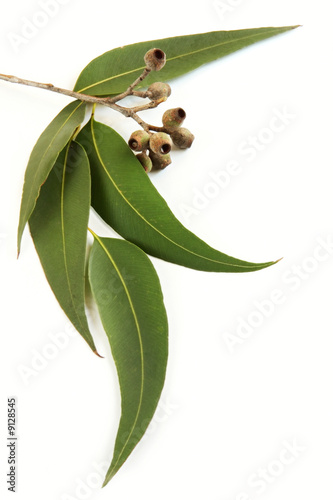 Gum leaves and gum nuts