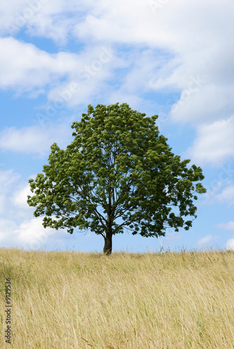 lonely tree on summer meadow and blue sky