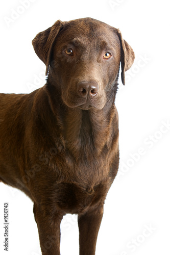 Proud Chocolate Labrador Standing