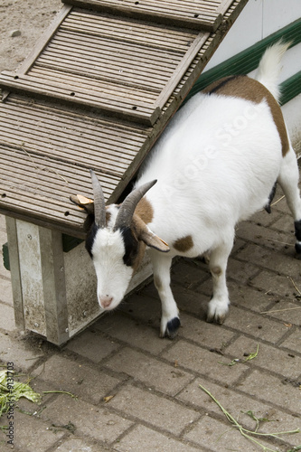 Chèvre se frottant sur une maison