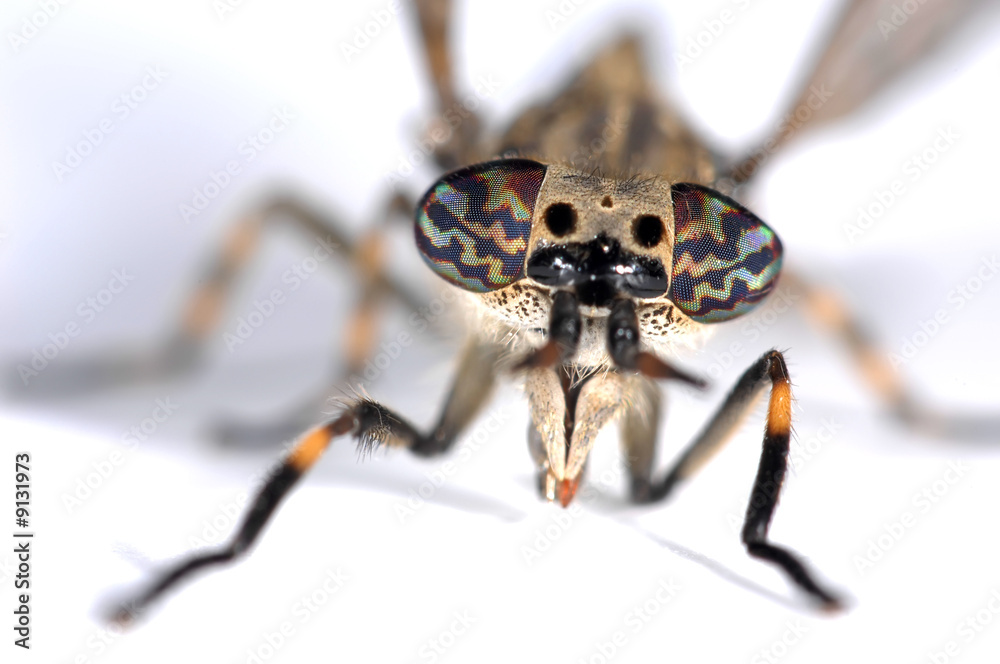 Portrait of a gad-fly with big eyes Portrait of a gad-fly with big eyes