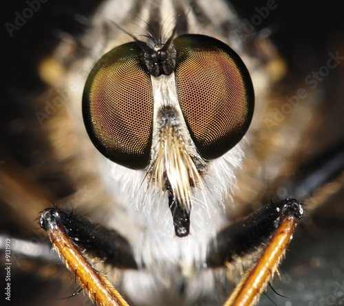 Fly portrait with big eyes