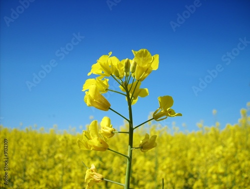 Blühendes Rapsfeld vor blauem Himmel mit einzelner Rapsblüte photo