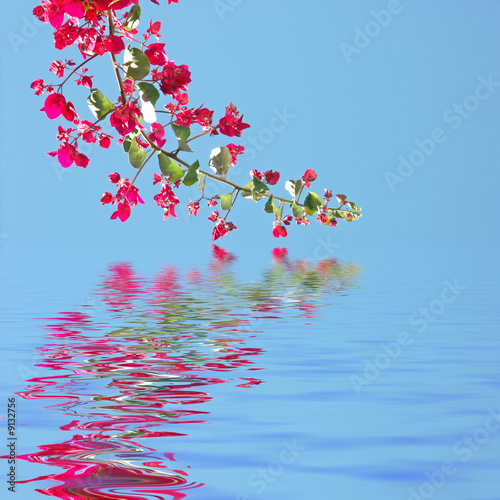 branche de bougainvillée