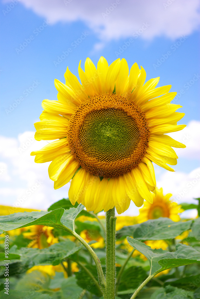 Fototapeta premium sunflower field over cloudy blue sky