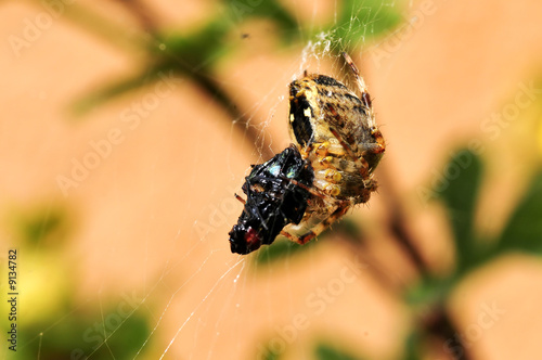 Araneus