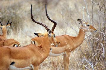 Wandcirkels Antilope Antilope alert in natuurlijke habitat  © disastermanager
