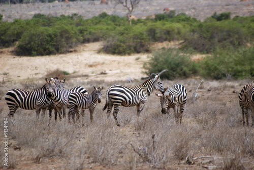 branco di zebre