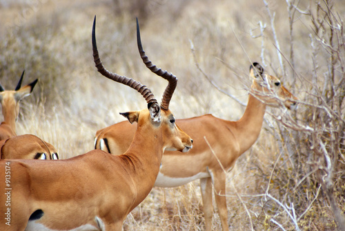 antilopi africane photo