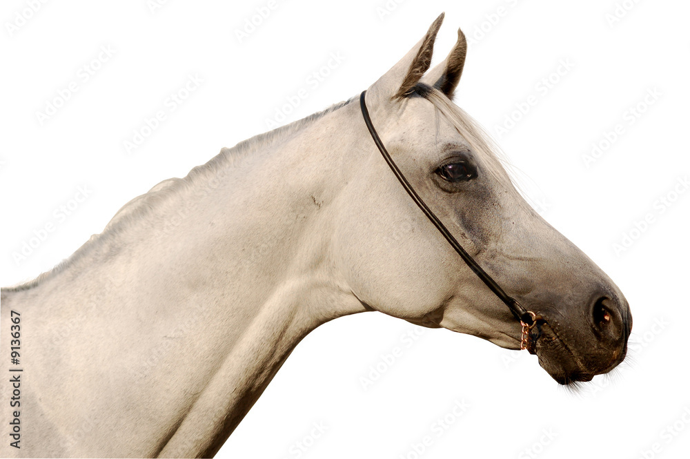 Obraz premium Isolated arabian portrait