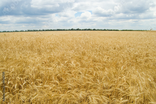 field of ripe wheat gold color south Ukraine