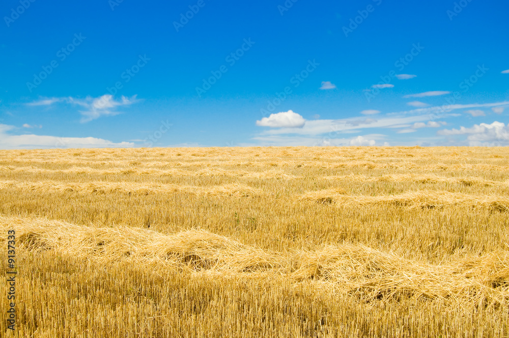 to gather in the harvest, south Ukraine