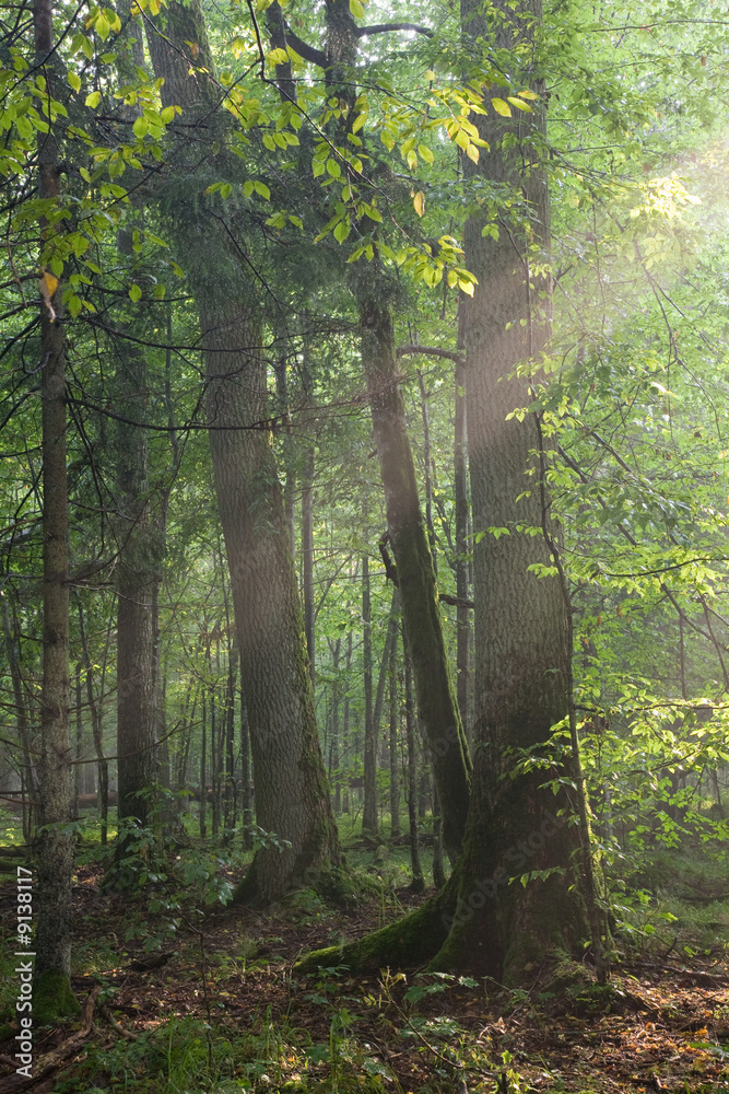 Light of sunset entering old forest just rain after