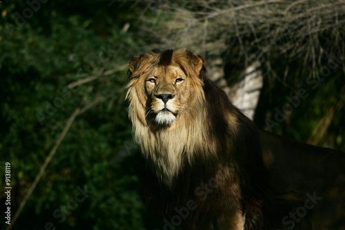 roi lion