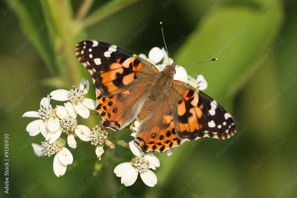 Obraz premium Painted Lady Butterfly