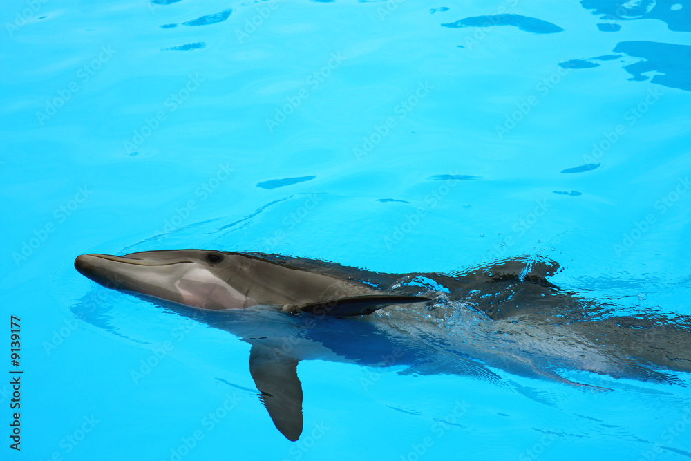Naklejka premium Delphin liyng in the water