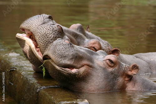 Canvastavla Hippopotamus