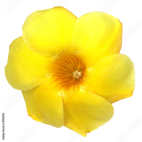 allamanda