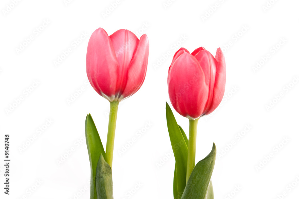 twin tulips isolated