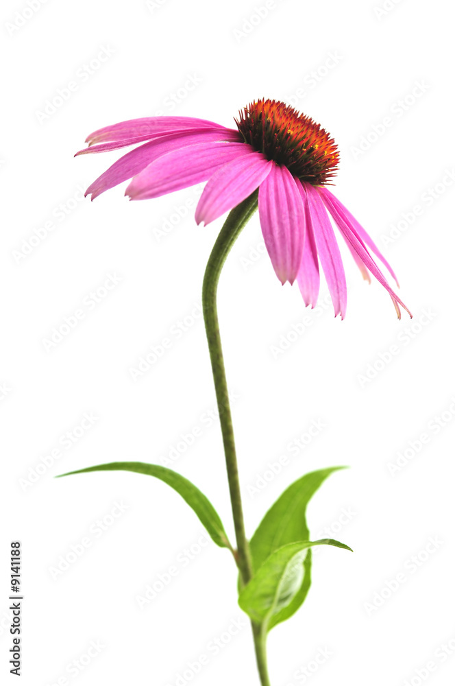Blooming medicinal herb echinacea purpurea or coneflower - obrazy, fototapety, plakaty 