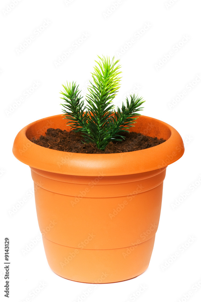 Green saplings growing in the clay pot Green saplings growing in the clay pot
