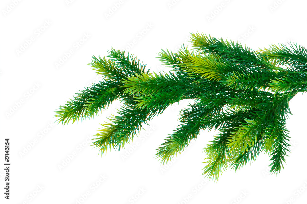 Close up of fir tree branch isolated on white Close up of fir tree branch isolated on white