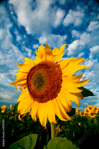 An image of sunflower